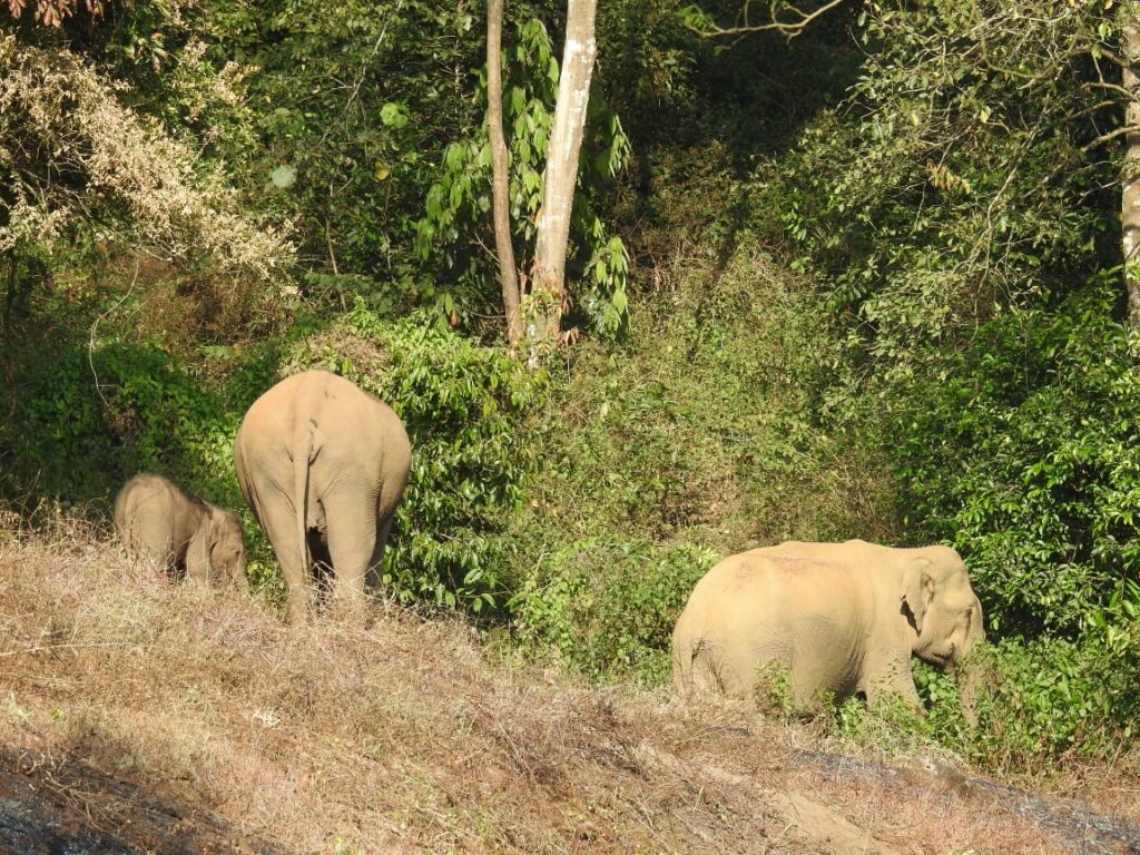 Indian Elephants, Tirunelli-Kudrakote Corridor. Credit: Wildlife Trust of India.