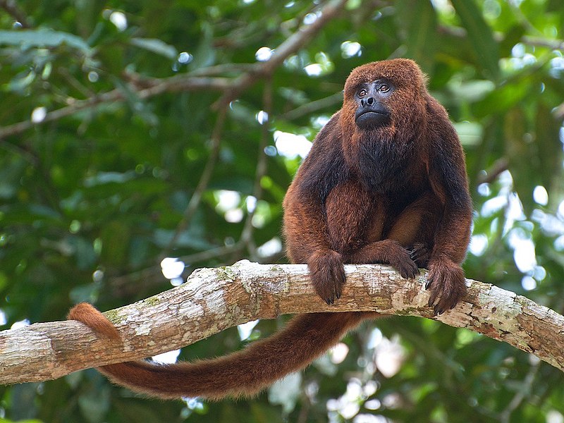 Brown Howler Monkey. ©Peter Shoen CC 2.0