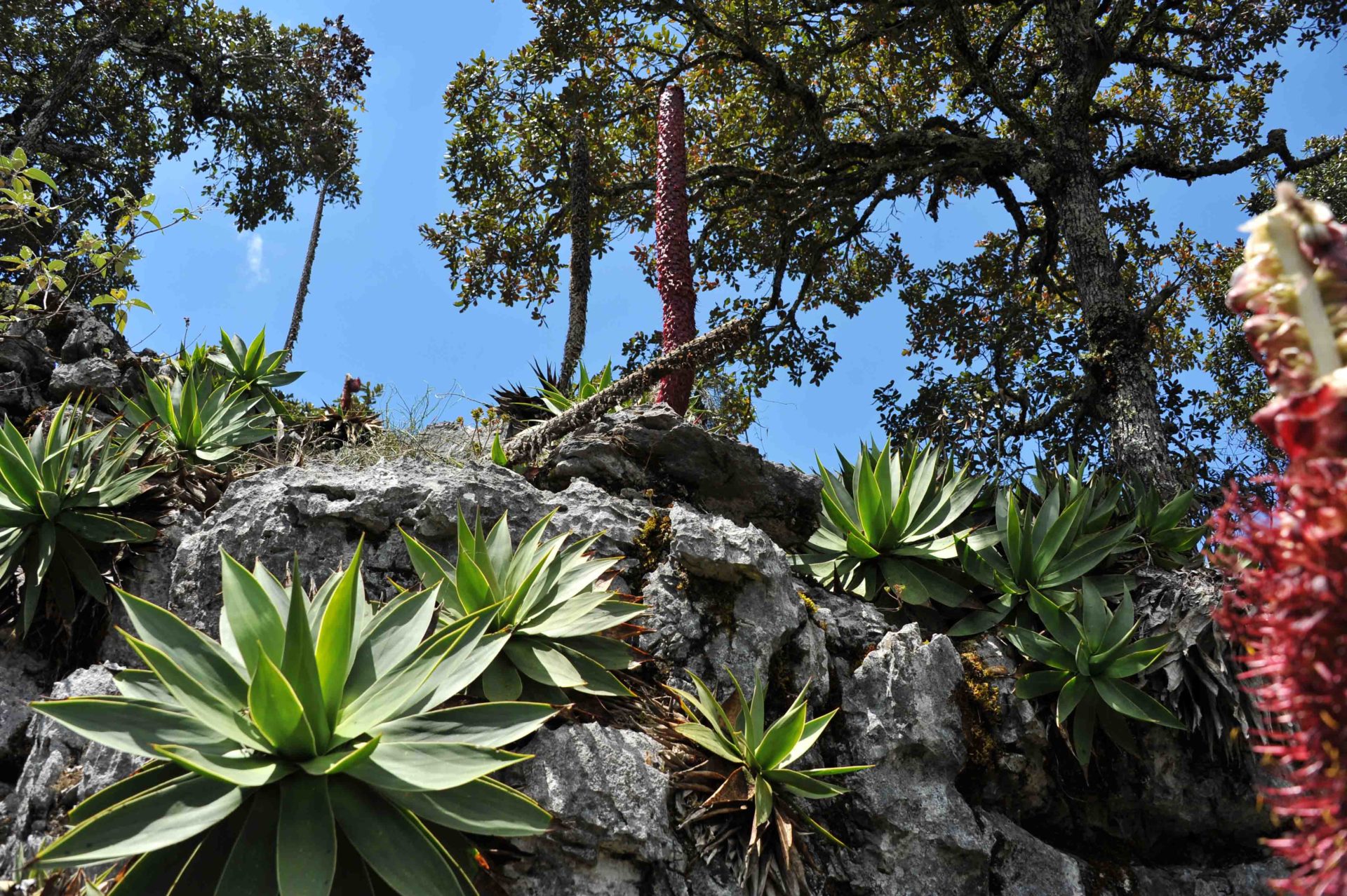 Agaves and oak © GESG