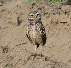 Burrowing Owl, REGUA.©Scott Guiver