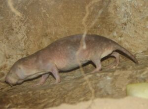 Naked Mole Rat. Credit: Ltshears