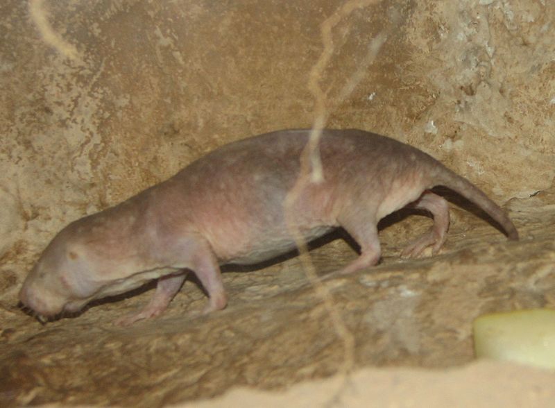 Naked mole rat, Burrow, Incisor, Facts, & Description