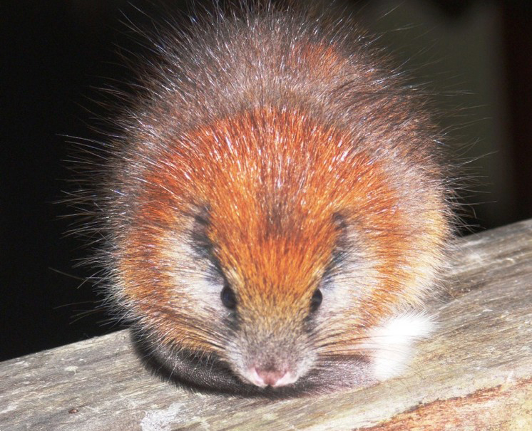 Red-crested Tree Rat. Credit: Lizzie Noble/ProAves