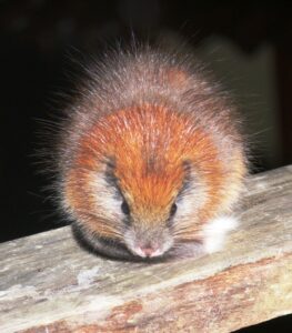 Red-crested Tree Rat. Credit: Lizzie Noble/ProAves