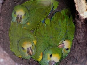 Yellow-shouldered Parrot chicks, Margarita Island © José Manuel Briceño