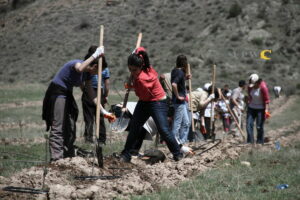 Tree planting in Armenia. © FPWC