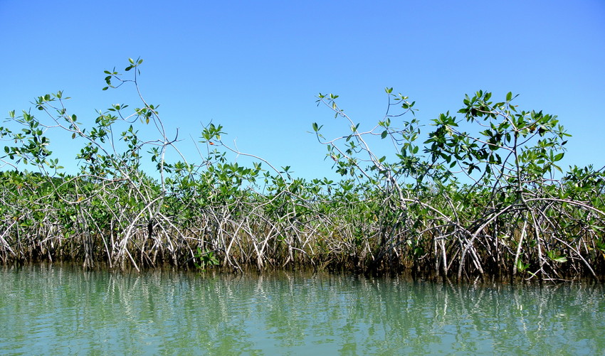 Mangroves at Laguna Grande, Guatemala. Credit: WLT/Bethan John