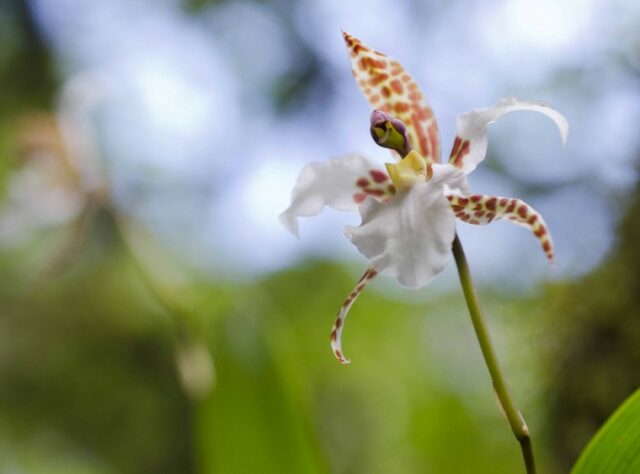 Rhynchostele rossii, Sierra Gorda ©Roberto Pedraza Ruiz