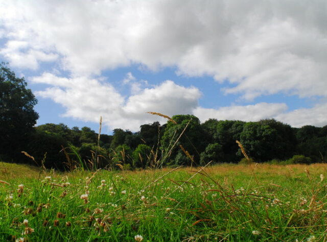 Kites Hill Reserve. Credit: Claire Whittenbury