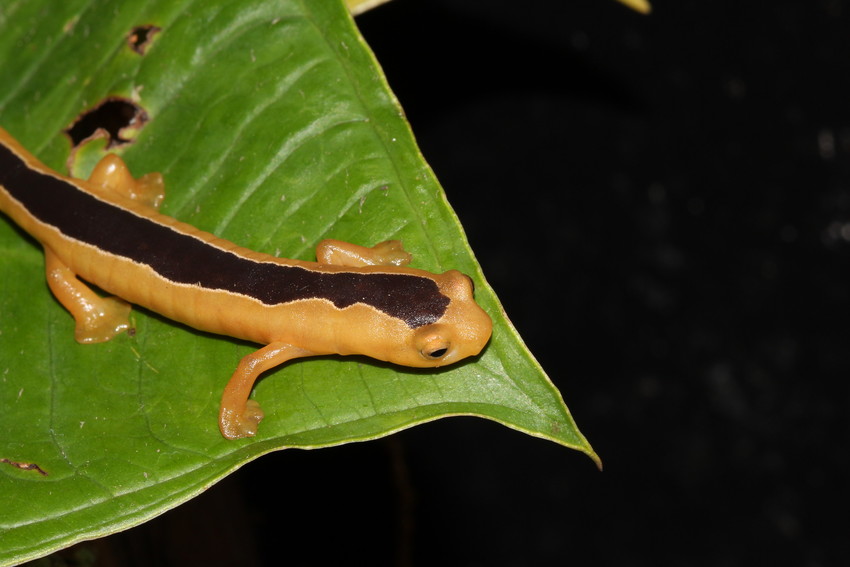 Jackson’s Climbing Salamander. Credit: Lindsay Renick Mayer