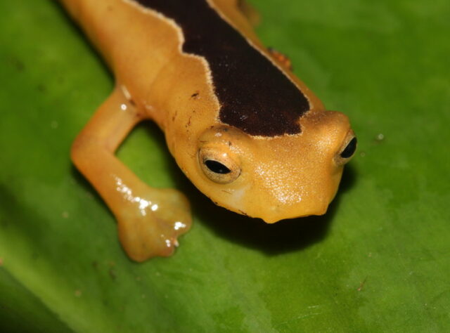 Jackson’s Climbing Salamander. Credit: Lindsay Renick Mayer