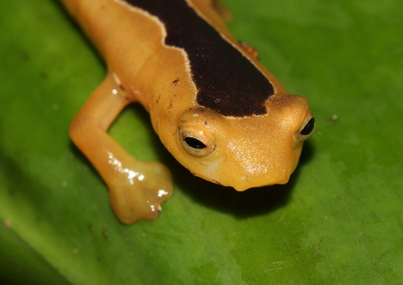 Jackson’s Climbing Salamander. Credit: Lindsay Renick Mayer