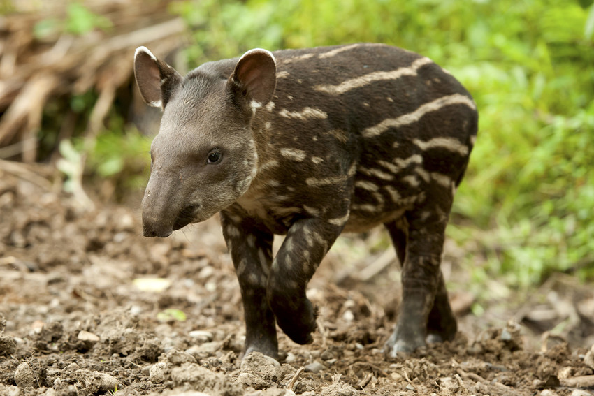 Young Lowland Tapir. Credit: Ben Queenborough/Shutterstock