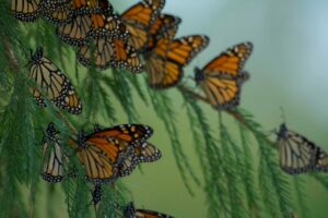 Monarch butterflies, Sierra Gorda, Mexico. Credit: Roberto Pedraza Ruiz
