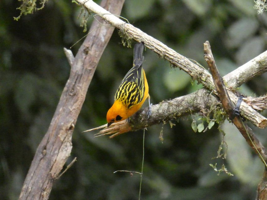 Golden Tanager in the El Silencio Reserve. Credit: WLT/Richard Cuthbert