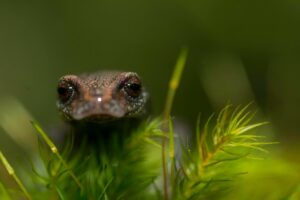 Chunky False Brook Salamander, Sierra Gorda. © Roberto Pedraza Ruiz