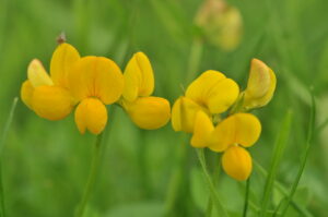 Meadow Vetchling, Kites Hill Reserve. Credit: WLT.