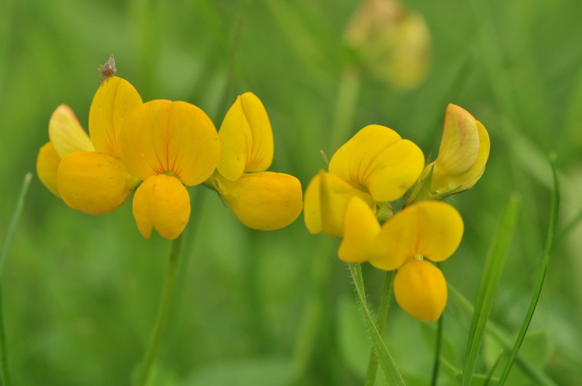 Meadow Vetchling, Kites Hill Reserve. Credit: WLT.
