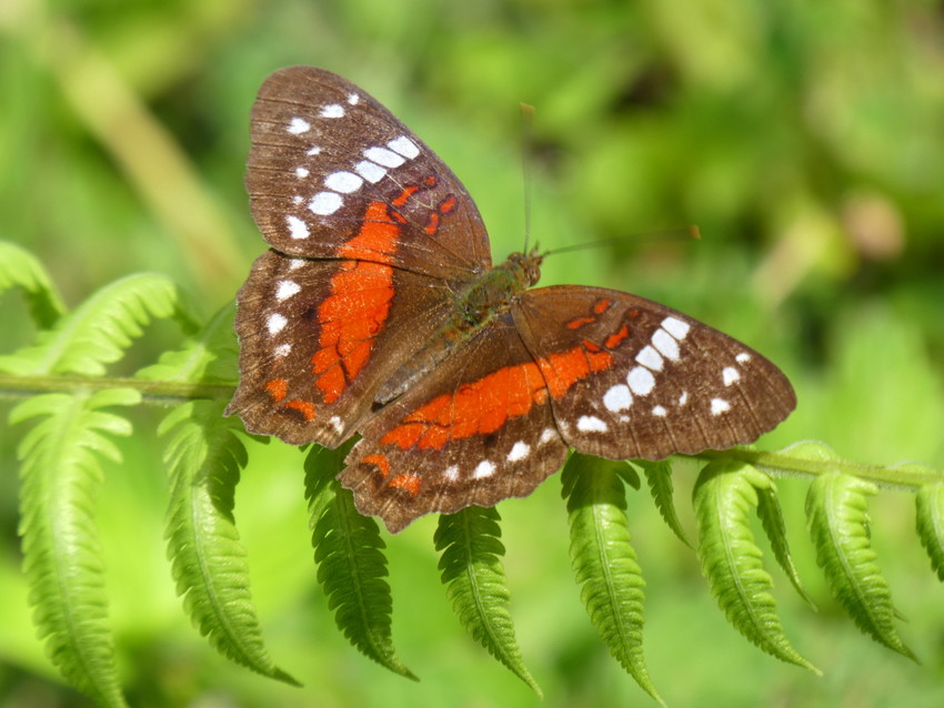 Anartia amathea butterfly ©WLT/Richard Cuthbert