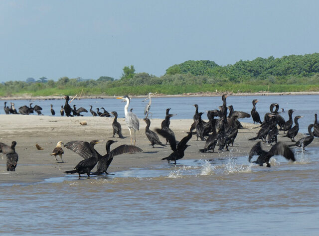 Cocoi Heron, Neotropical Cormorant and Yellow-headed Caracara, El Silence. Credit: Richard Cuthbert/WLT