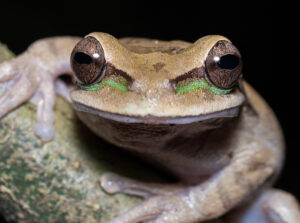 New Granada cross-banded tree frog (Smilisca phaeota), Middle-Magdelana, Barbacoas ©Johann Chrétien