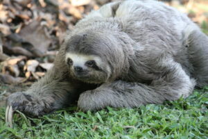 Brown-throated Sloth, REGUA. © Alan Martin.