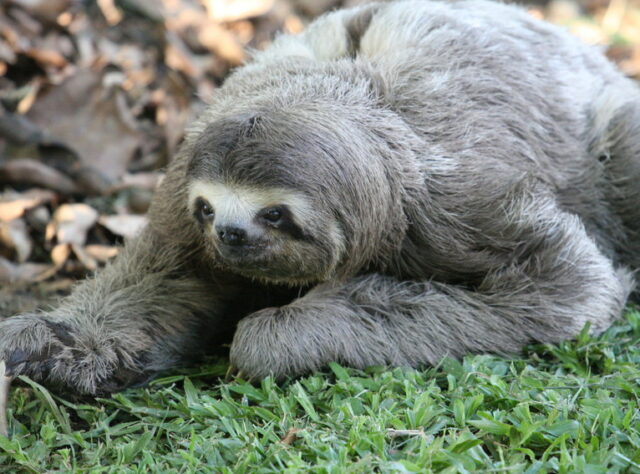 sloth laying down