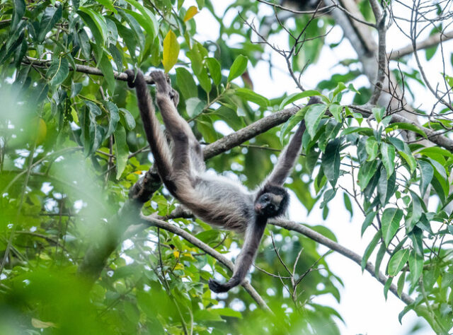 Brown Spider Monkey. © Freddy Gomez