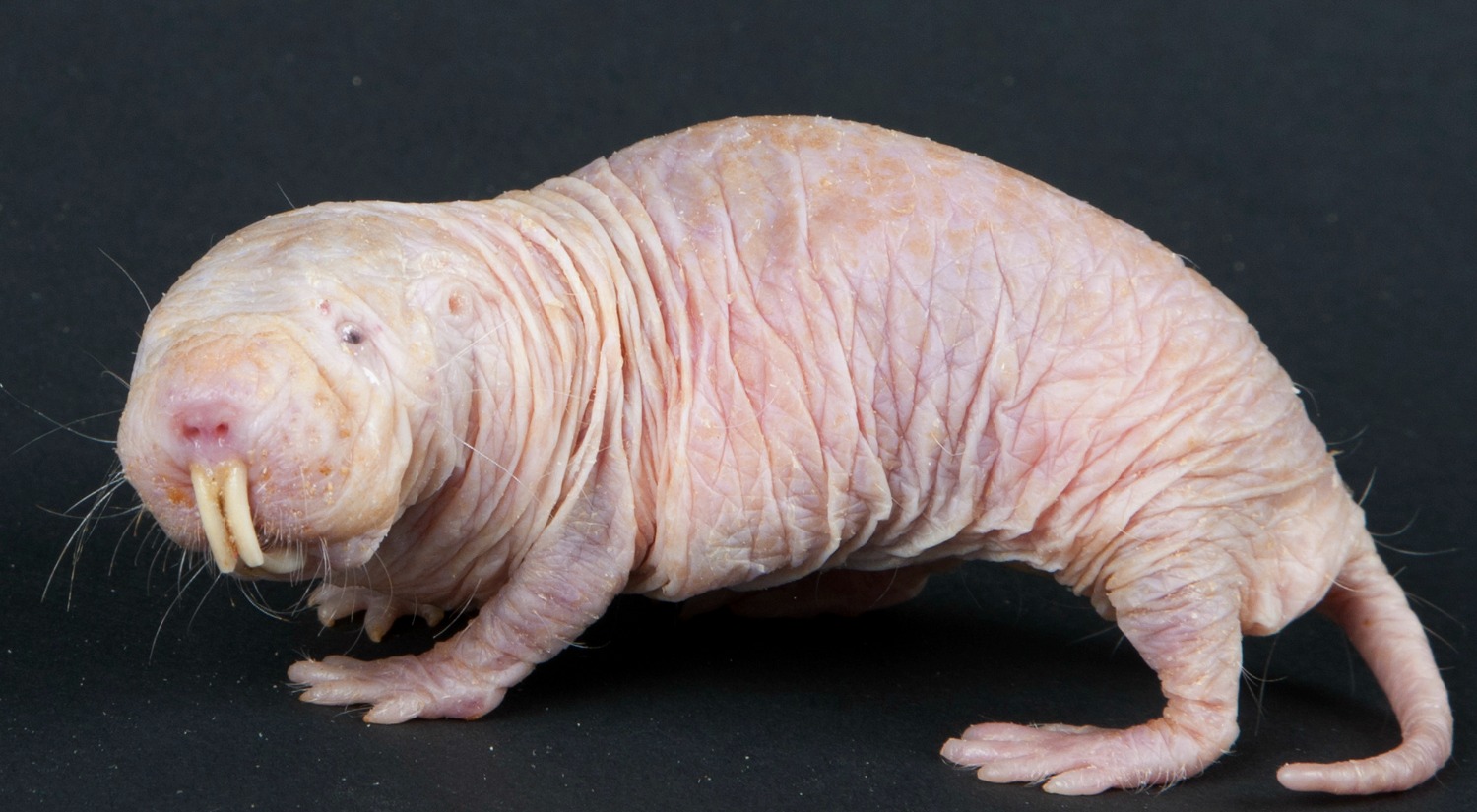 Naked Mole Rat. Credit: Smithsonian's National Zoo/flickr, CC BY-NC-ND