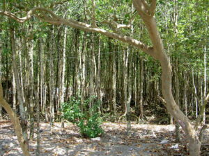 Mangroves, Danjugan Island. Credit: WLT