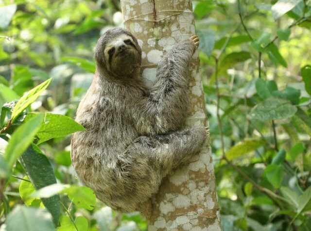 Brown-throated Sloth. ©Lee Dingain