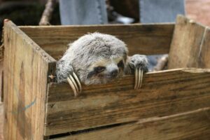 Brown-throated Sloth. ©Alan Martin