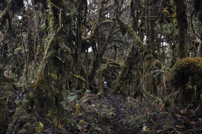 Cerro Candelaria Reserve,Ecuador. Credit: Lou Jost/Ecominga