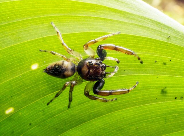 Arnoliseus hastatus spider on a leaf, REGUA, Brazil. Credit: André Almeida Alves.