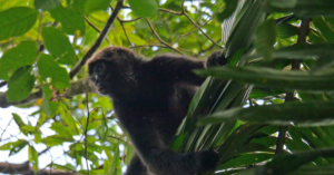Brown-headed Spider Monkey, Rio Canande Reserve, Ecuador. ©Nigel Simpson