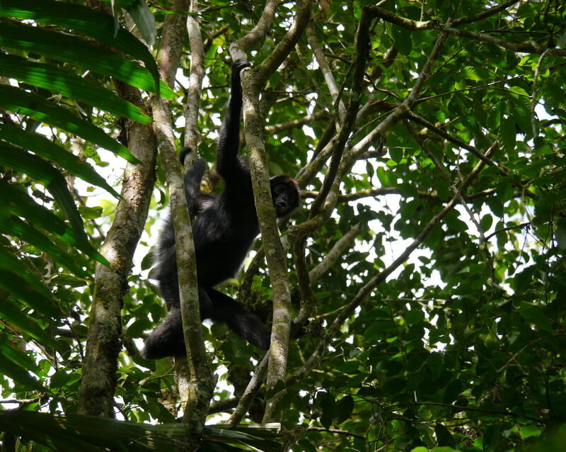 Brown headed Spider Monkey, Rio Canande Reserve, Ecuador © Nigel Simpson