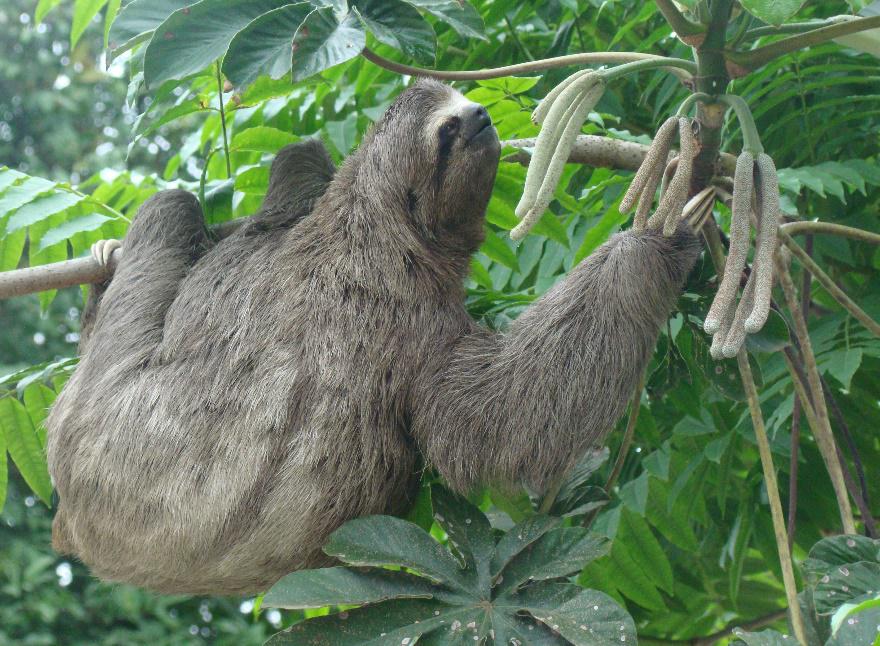 Brown-throated Sloth. ©Nicholas Locke