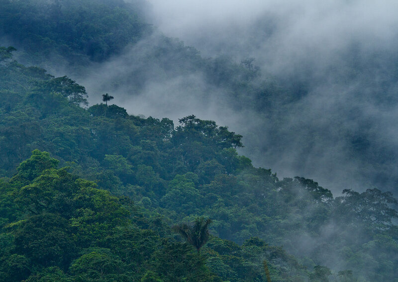 View of cloud forest at Buenaventura reserve, Ecuador. ©Lucas_Bustamante