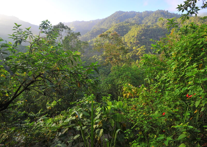 A view of Buenaventura Reserve, Ecuador ©Andrew Smiley