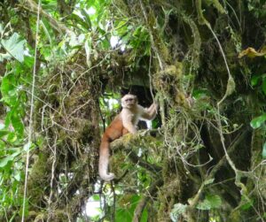 Ecuadorian white-fronted Capuchin Monkey in Buenaventura reserve, Ecuador © Wilmer Quimis