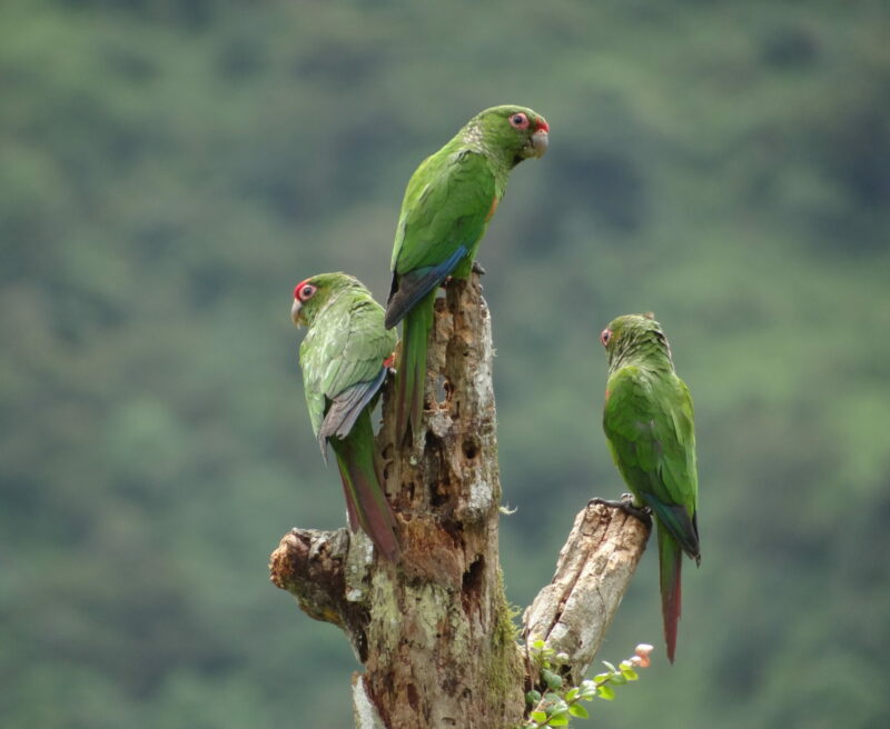 El Oro Parakeets in Buenaventura, Ecuador ©Francisco Sornoza