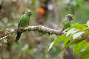 El Oro Parakeets, Buenaventura, Ecuador ©Doug Wechsler