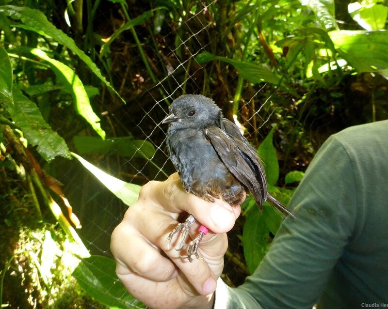 El Oro Tapaculo being banded. ©Claudia Hermes