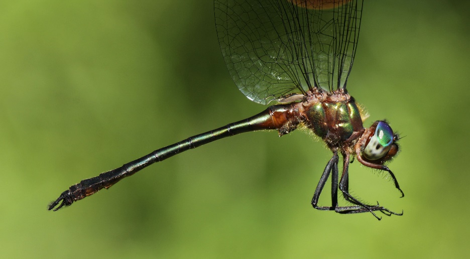 Side view of a Kiauta's Emerald at REGUA, Brazil