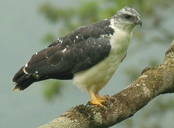 A perched Gray-backed Hawk in Buenaventura reserve, Ecuador. ©Francisco Sornoza