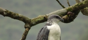 A perched Gray-backed Hawk in Buenaventura reserve, Ecuador. ©Francisco Sornoza