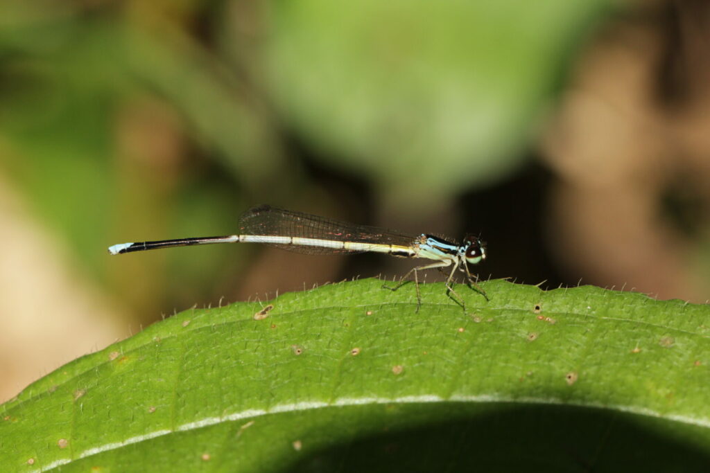 Saving Brazil's Atlantic Forest, Fragment by Fragment