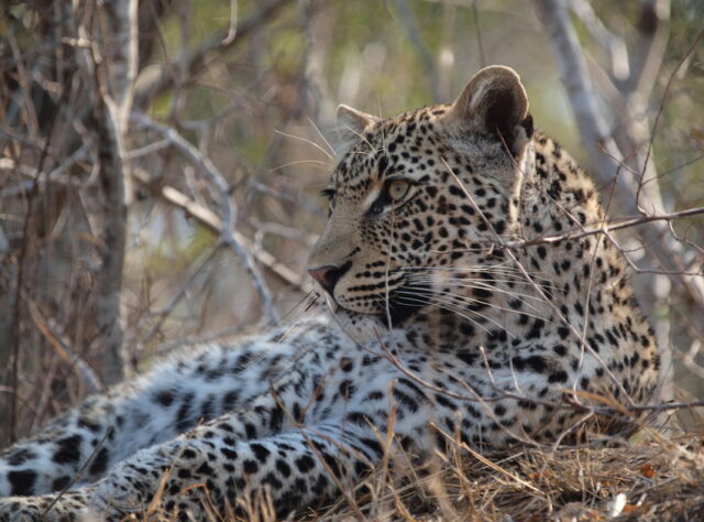 Leopard. ©Jo Dale.