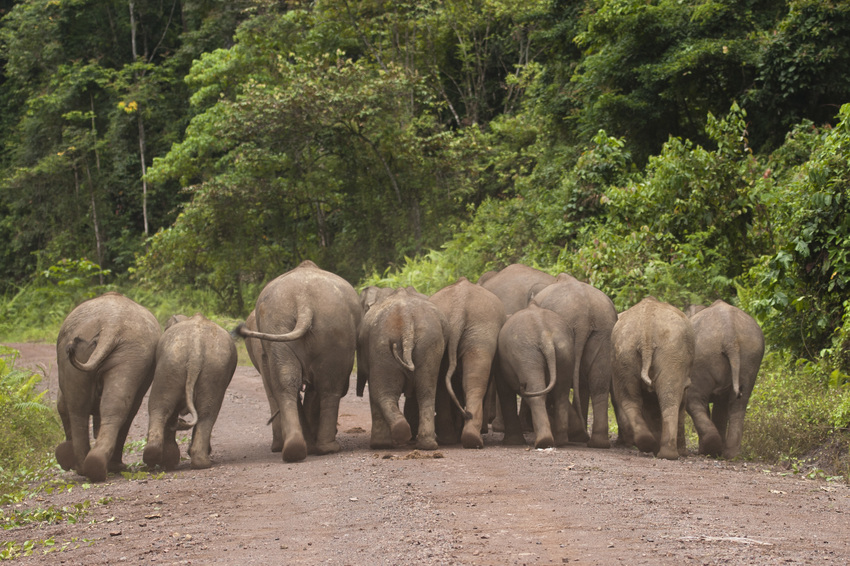 A rear view of the endangered Bornean (Asian) pygmy elephant (Elephas maximus) in a photograph taken by our project partner in Borneo, HUTAN.