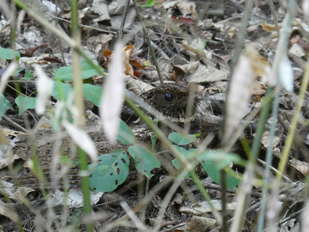 Little Nightjar, El Pantanoso. Credit: Richard Cuthbert/WLT